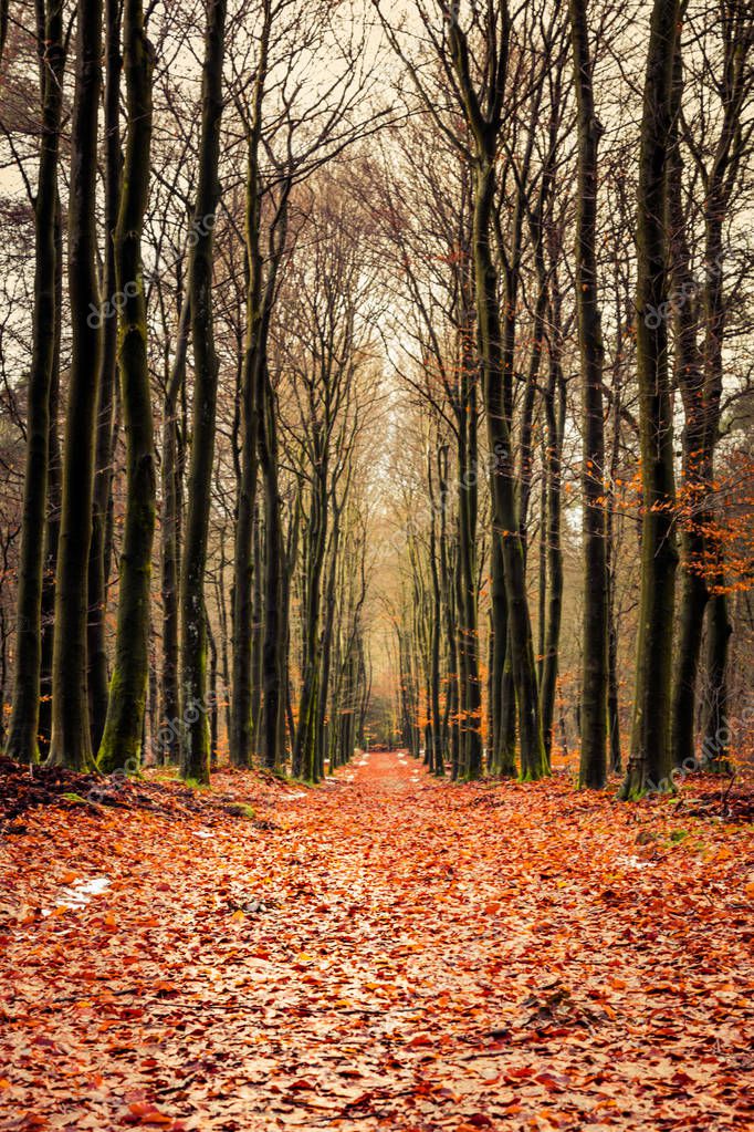 photoweges
