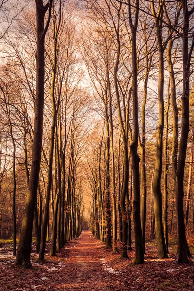 Bosque dorado durante el otoño — Foto de Stock
