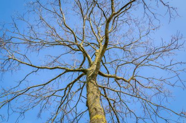 Dalları tre yaprakları olmadan