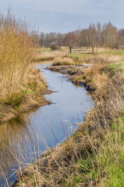Panorama reed alanları Hollanda