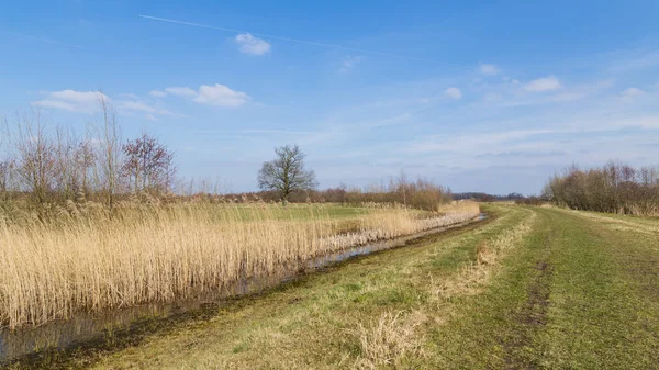 Panorama caña campos Países Bajos —  Fotos de Stock