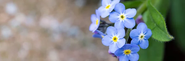 Bannière Web Ne m'oubliez pas les fleurs — Photo