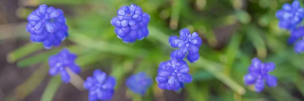 Verkkopankki muscari kukat — kuvapankkivalokuva