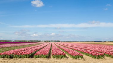 Bahar sırasında renkli Lale alanlara Hollanda