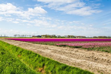 Bahar sırasında renkli Lale alanlara Hollanda
