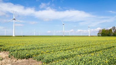 Bahar sırasında renkli Lale alanlara Hollanda
