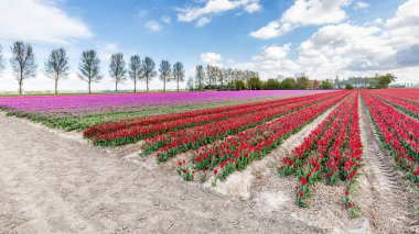 Renkli Lale fieldsduring ilkbaharda Hollanda