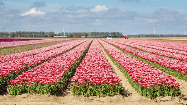 Цветные поля тюльпанов весной в Нидерландах — стоковое фото