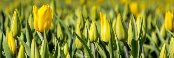 Web banner with yellow  tulips fields during springtime in the N
