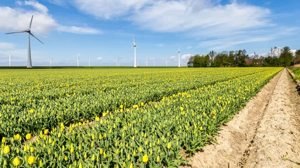 Barevné tulipány pole během jarní v Nizozemsku — Stock fotografie