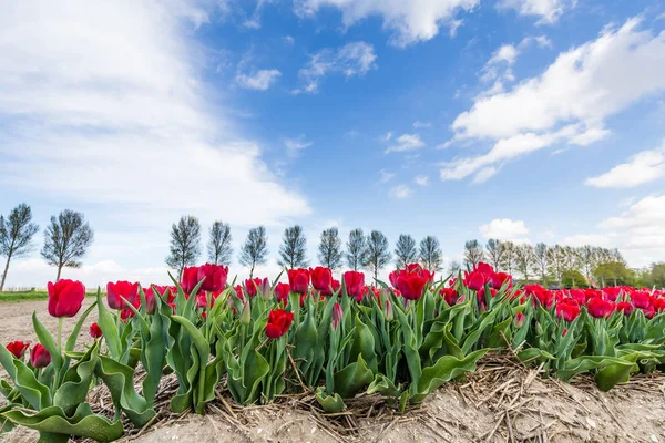 Kleurrijke tulpen fieldsduring Lente in Nederland — Stockfoto