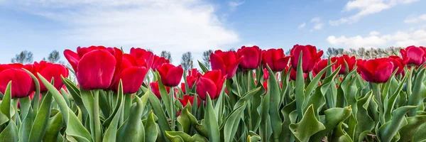 Coloridos campos de tulipanes durante la primavera en los Países Bajos — Foto de Stock