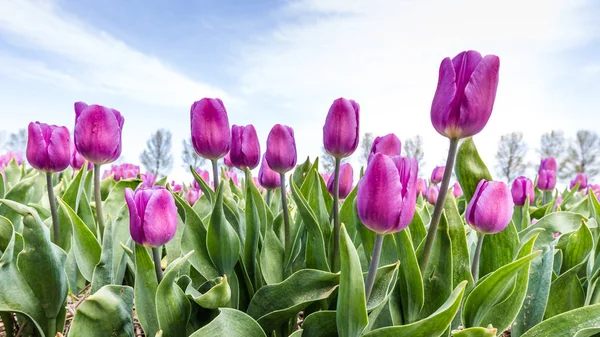 Kleurrijke tulpen velden tijdens de lente in Nederland — Stockfoto