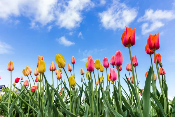 Barevné tulipány proti modré obloze — Stock fotografie