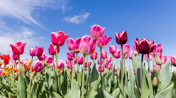 Цветные тюльпаны на фоне голубого неба — стоковое фото