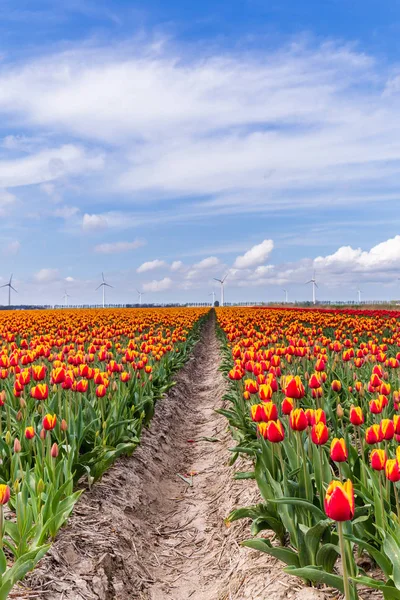 Colorful tulips fields during springtime in the Netherlands — Stock Photo, Image