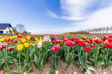 Mavi gökyüzü karşı renkli Lale
