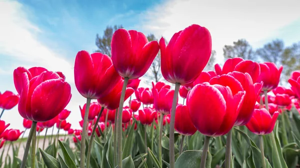 Kleurrijke tulpen in Nederland — Stockfoto