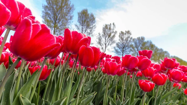 Colorful  tulips in the Netherlands — Stock Photo, Image