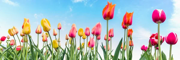 Kleurrijke tulpen tegen een blauwe hemel — Stockfoto