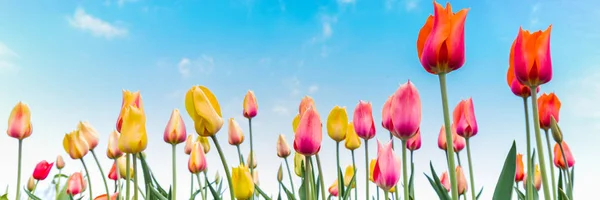 Kleurrijke tulpen tegen een blauwe hemel — Stockfoto