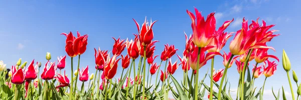 Tulipanes coloridos contra un cielo azul — Foto de Stock