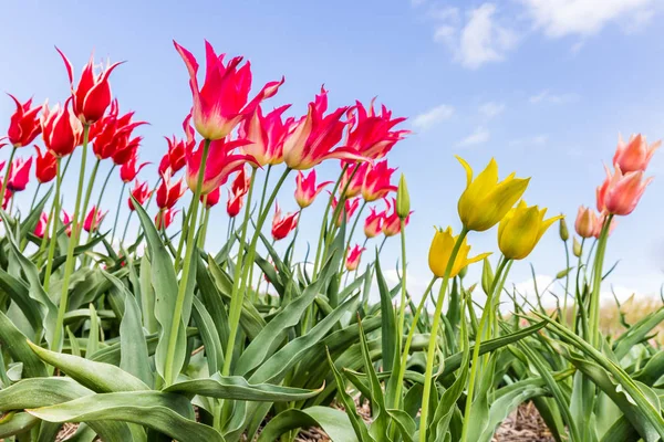 Цветные тюльпаны на фоне голубого неба — стоковое фото