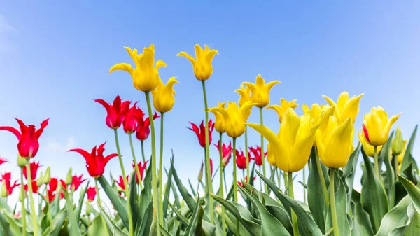 Tulipanes coloridos contra un cielo azul — Foto de Stock