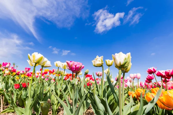 Kleurrijke tulpen tegen een blauwe hemel — Stockfoto