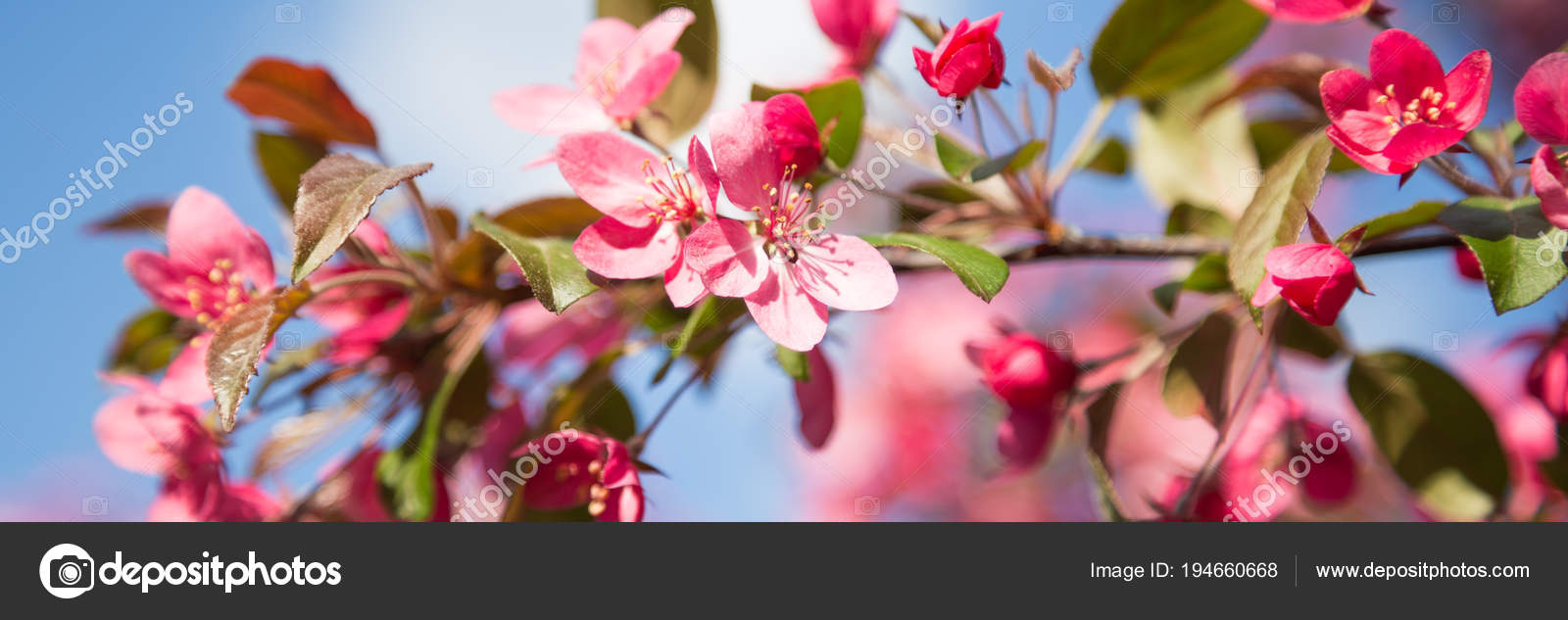 Panorama à La Fleur De Cerisier Rose Fleur Photographie