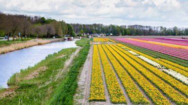 Bahar sırasında renkli Lale alanlara Hollanda