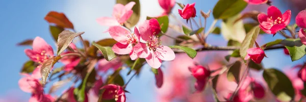 Panorama met roze bloem cherry blossom — Stockfoto