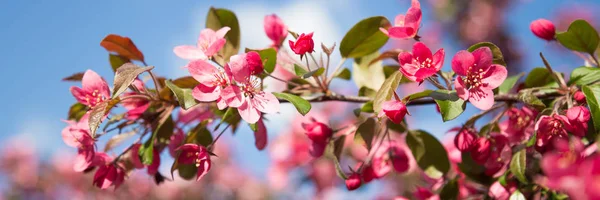 全景与粉红色的花樱花 — 图库照片