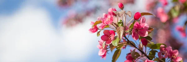 Panorama with pink flower cherry blossom — Stock Photo, Image