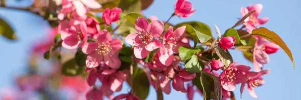 Panorama met roze bloem cherry blossom — Stockfoto