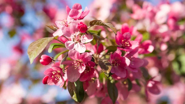 핑크 꽃 벚꽃 꽃 배경 — 스톡 사진