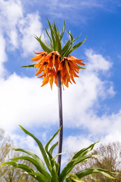 Corona naranja flores imperiales — Foto de Stock