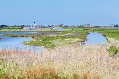 Manzarası Den Hoorn Texel Hollanda