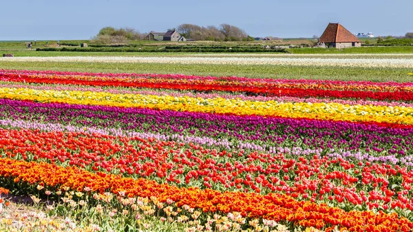 Tulips field Texel, Нидерланды — стоковое фото