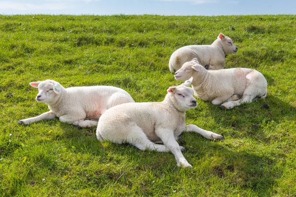 Små lamm liggande i gräset — Stockfoto