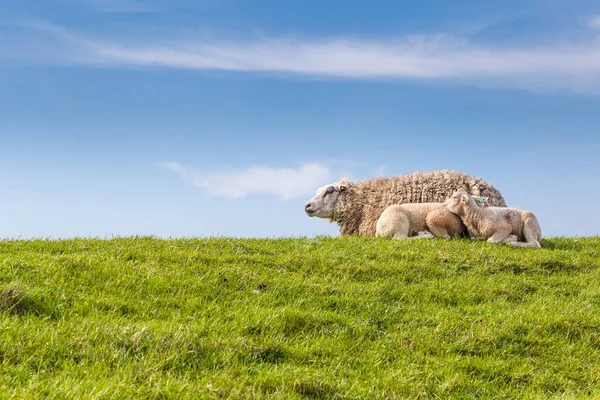 Schaap familie liggen in het gras — Stockfoto