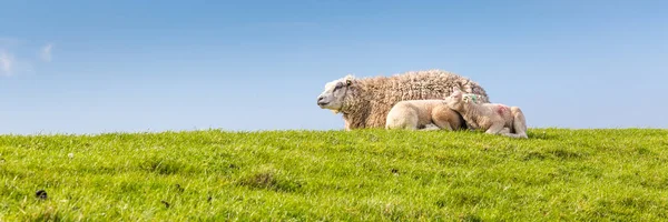 Lilla lamm liggande i gräset — Stockfoto