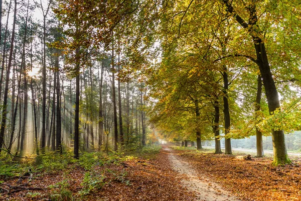 Autumn colors in the forest — Stock Photo, Image