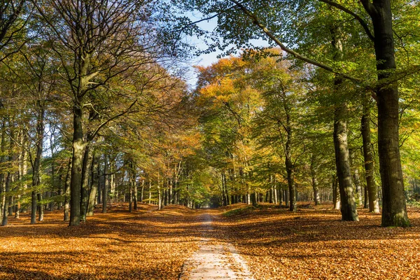 Autumn colors in the forest — Stock Photo, Image