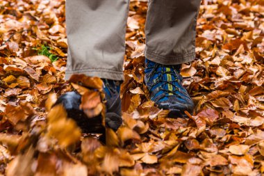 Ormandan sonbaharda iz