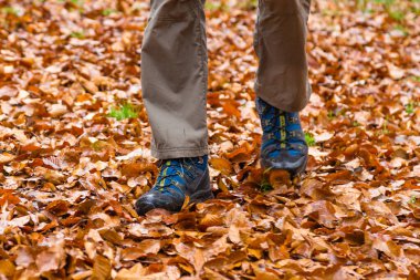 Sonbaharda ormanda yürüyüş