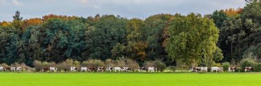 Dutch cows panorama clipart