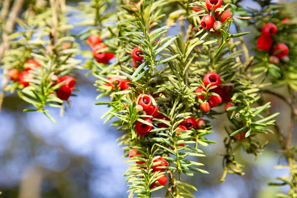 Taxus Beeren Hintergrund — Stockfoto