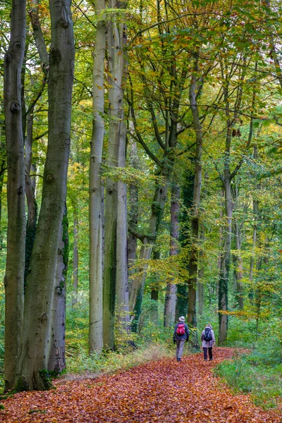 Hiking through the Dutch forest in uatumn colors — Stock Photo, Image