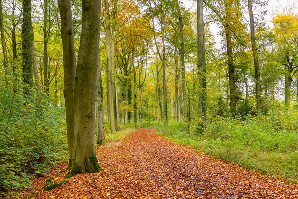 Hiking through the Dutch forest in uatumn colors — Stock Photo, Image